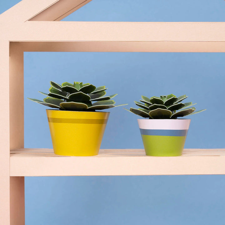 Make Your Own Soothing Succulents