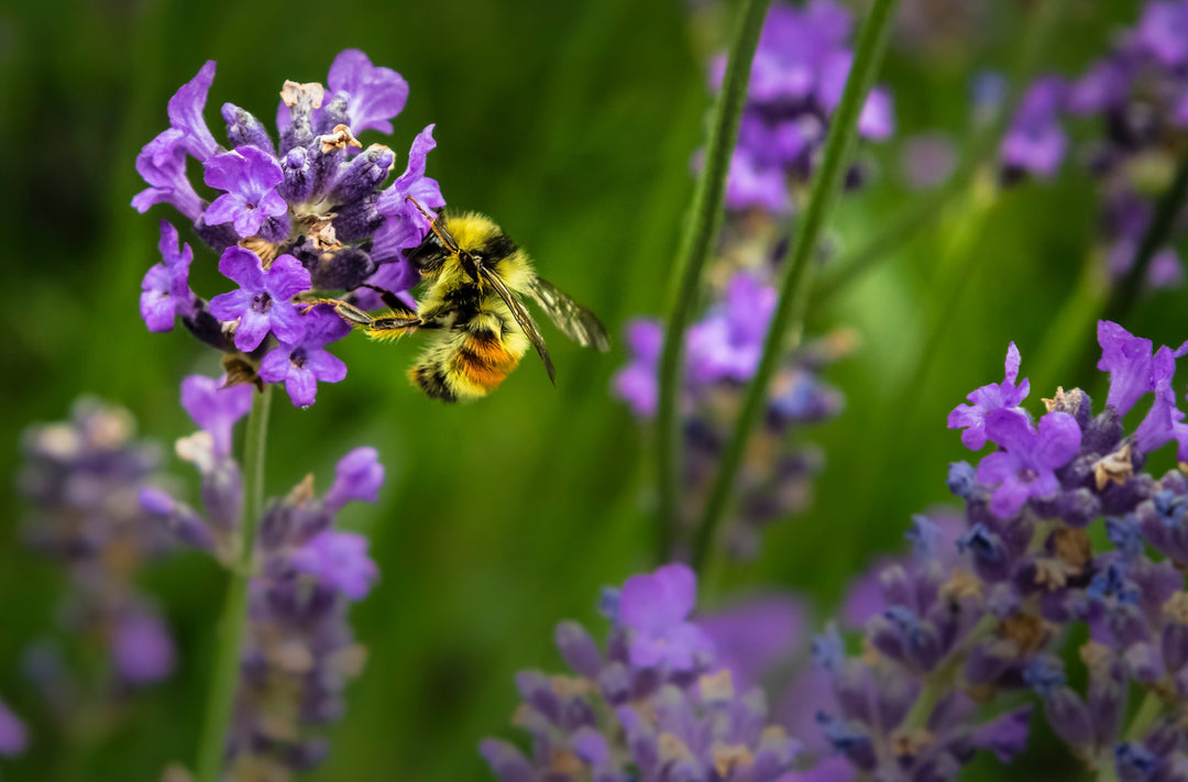 5 easy tips for a bee-friendly garden