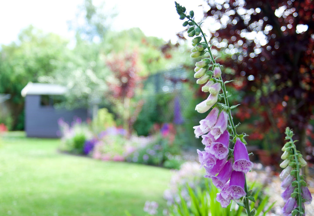Top 10 Eco-Friendly Gifts for Gardeners 2024 - Green Tulip