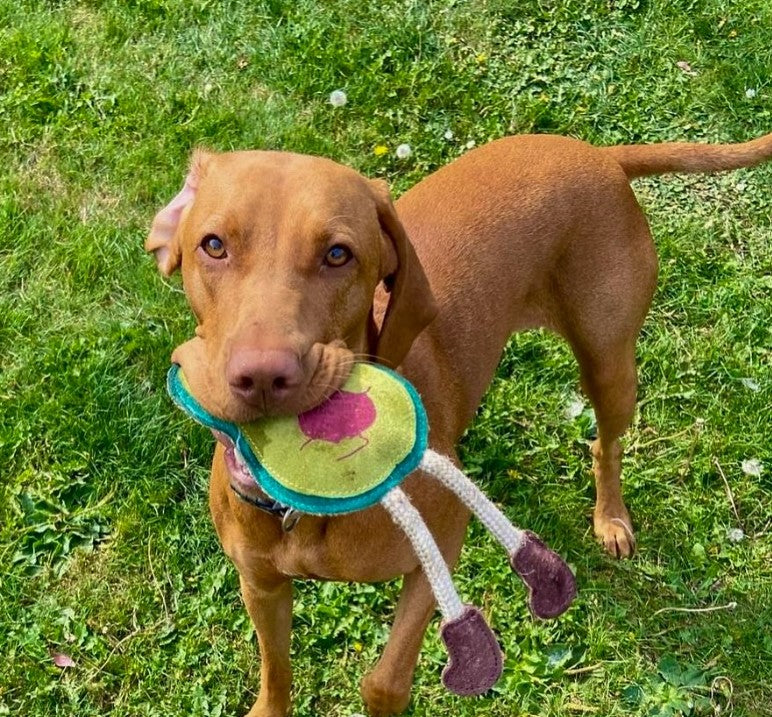 The King Eco Dog Toy
