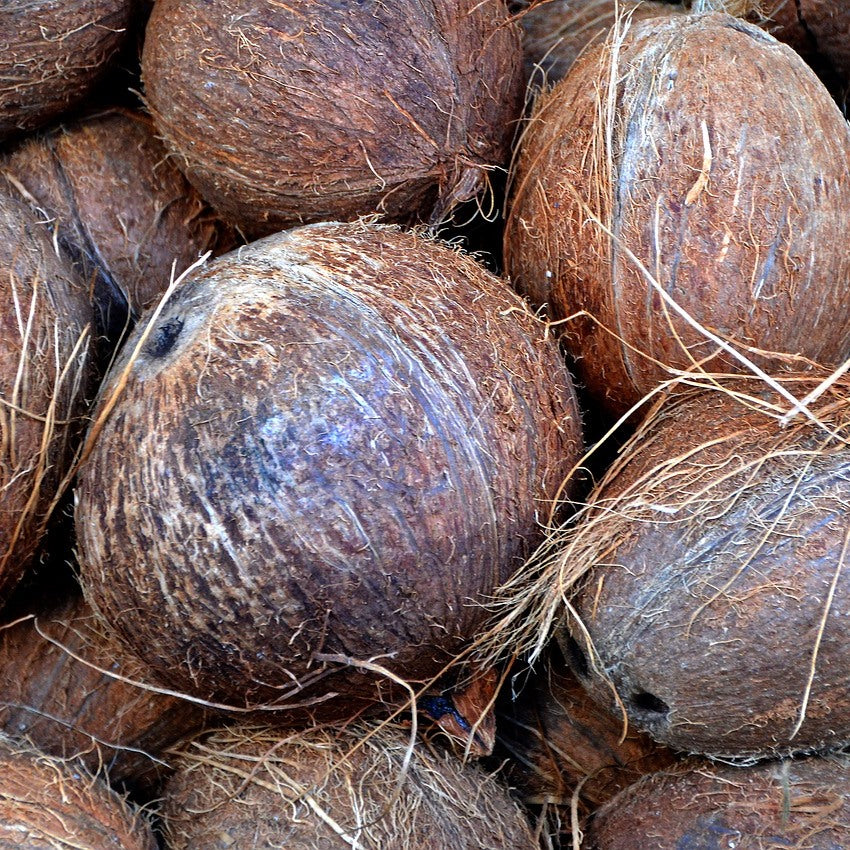Coconut Fibre Scourers - Pack of 2
